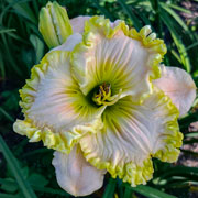 A Little Slice of Heaven Daylily